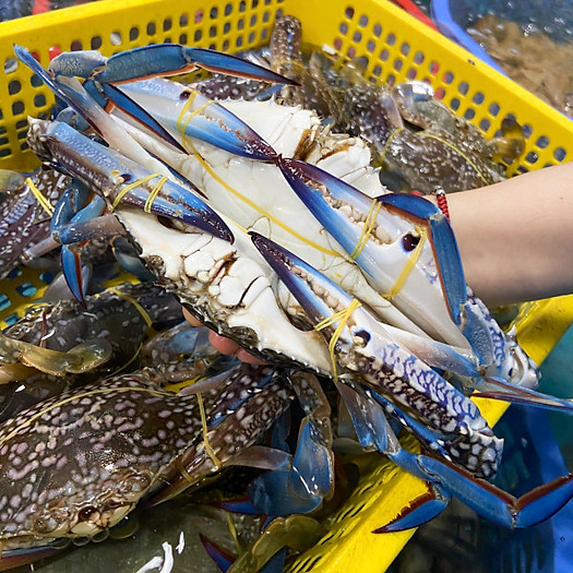 Ghẹ Xanh – HẢI SẢN QUẢNG NINH.VN – Siêu thị hải sản tươi sống đầu tiên tại Việt Nam